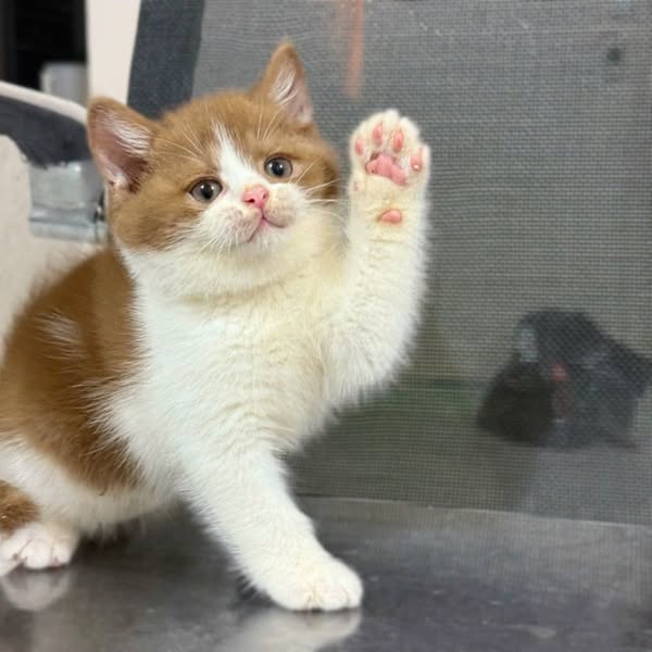 British Shorthair