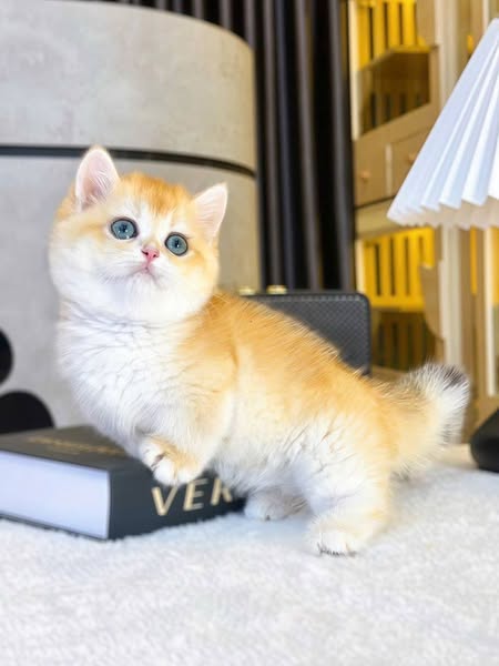 Munchkin