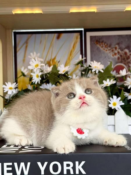 Scottish Fold