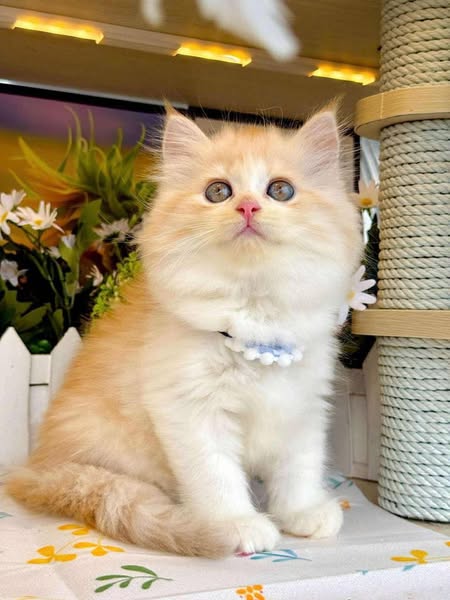 British Longhair