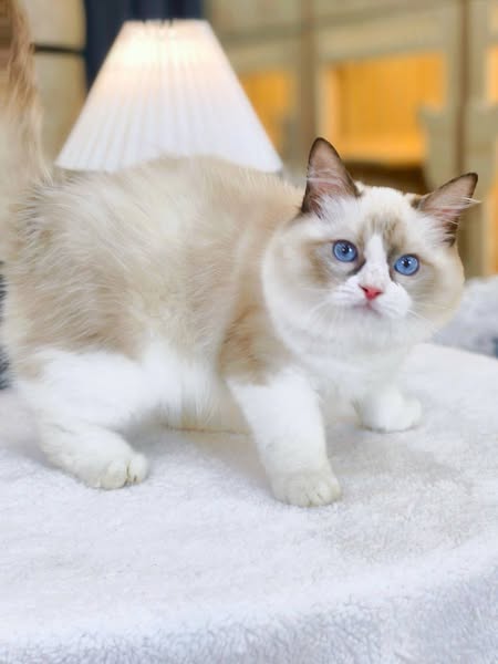 Ragdoll