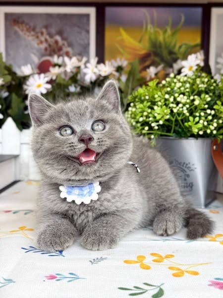 British Shorthair