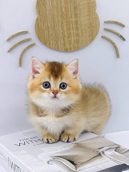 Munchkin