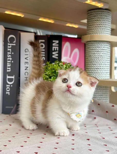 Munchkin Fold