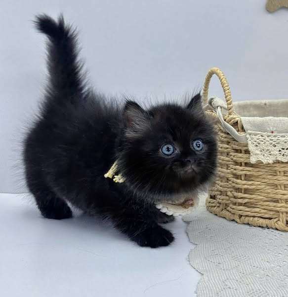 Munchkin Longhair