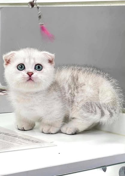 Munchkin Fold