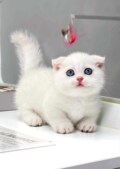 Munchkin Fold