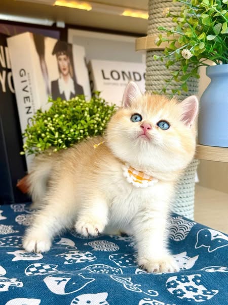 British Shorthair