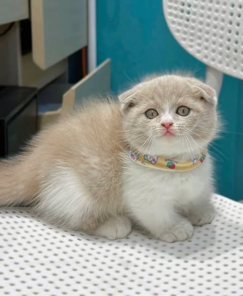 Munchkin Fold