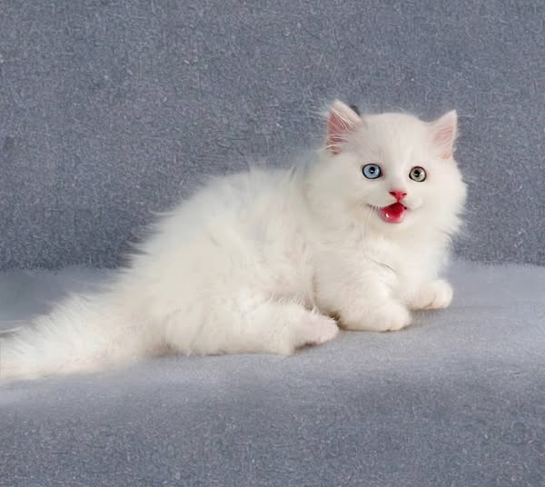 Munchkin Longhair