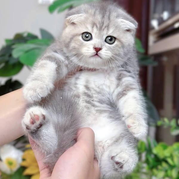 Scottish Fold