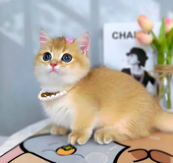 Munchkin