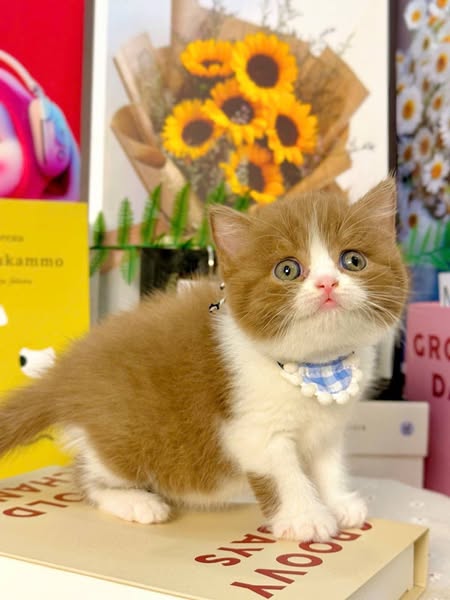 British Shorthair