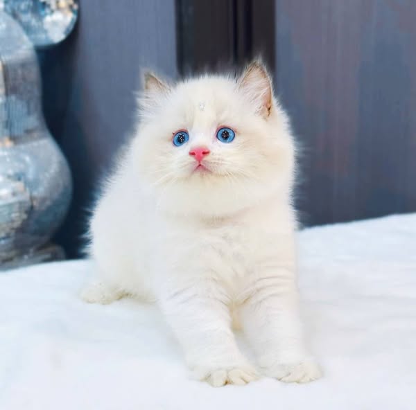 Ragdoll