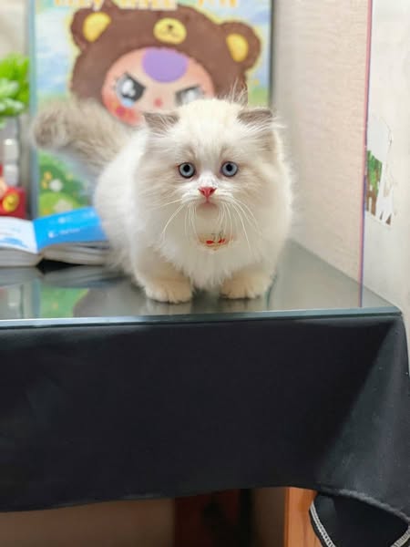 Munchkin Longhair