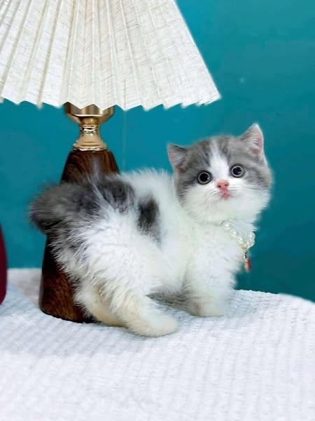 Munchkin