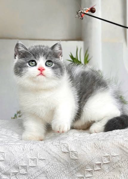 British Shorthair