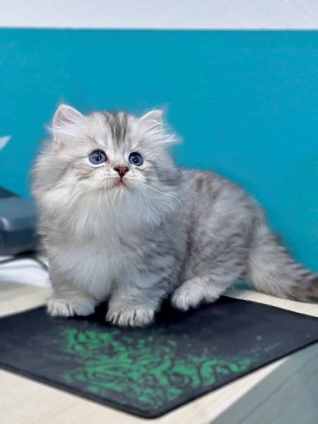 Munchkin Longhair
