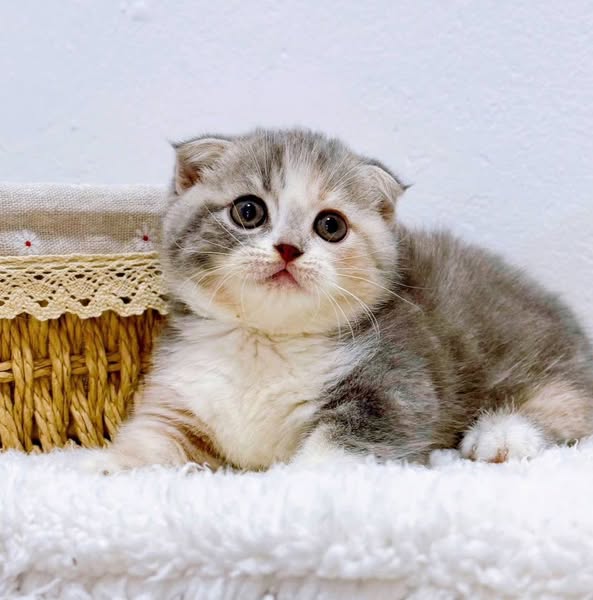 Munchkin Fold