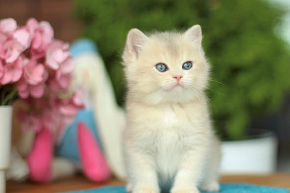 British Shorthair