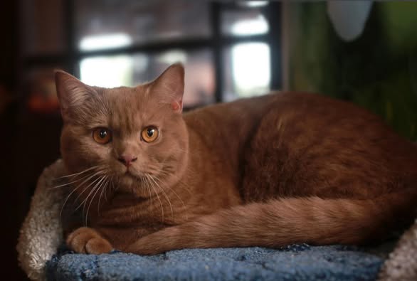 British Shorthair