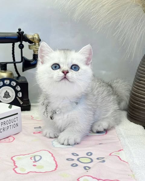 Munchkin