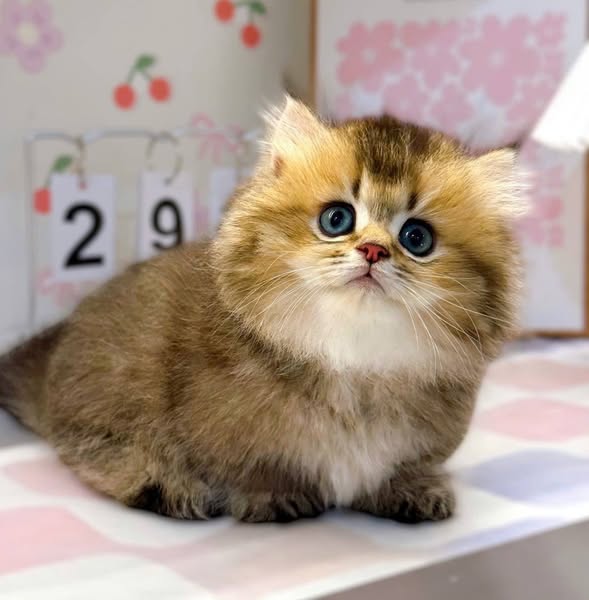 Munchkin Longhair