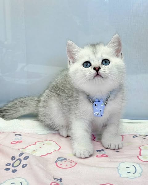 British Shorthair