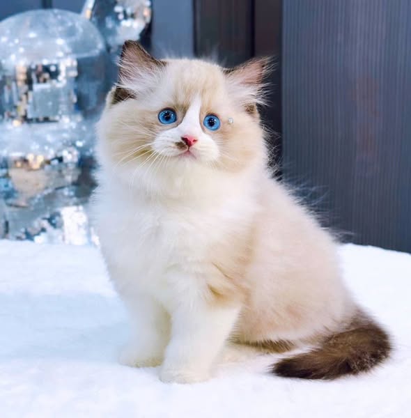 Ragdoll