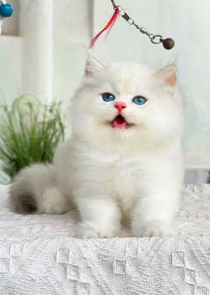 British Longhair