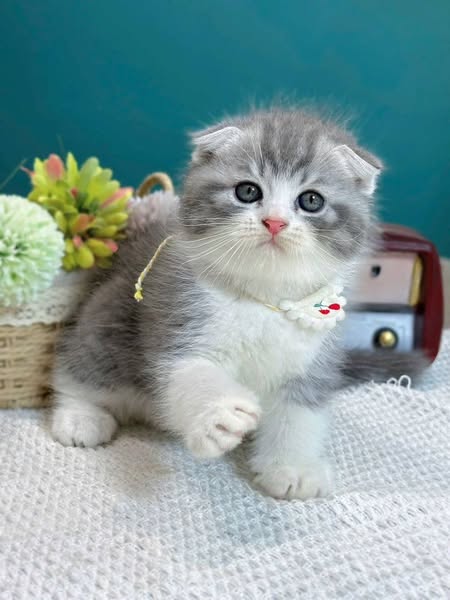 Scottish Fold