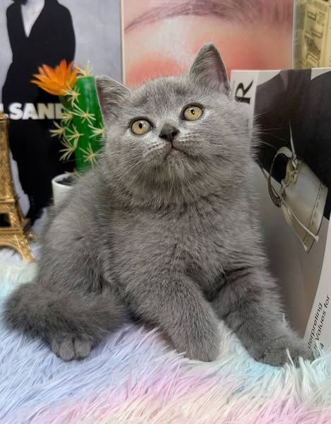 British Shorthair