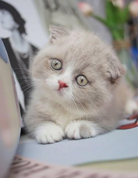 Munchkin Fold