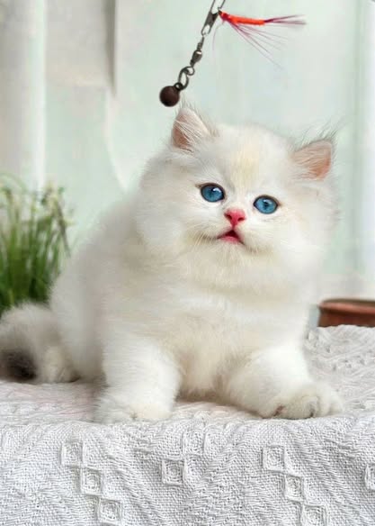 British Longhair