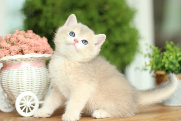 British Shorthair