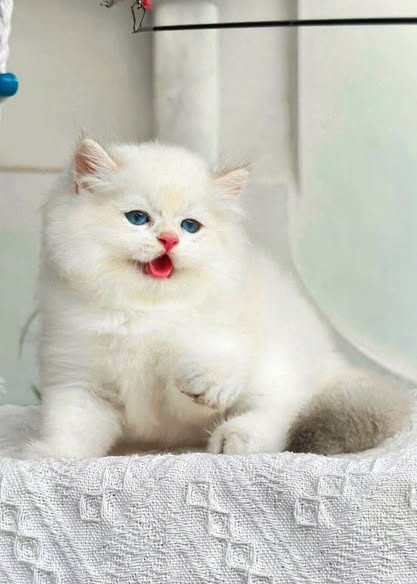 British Longhair
