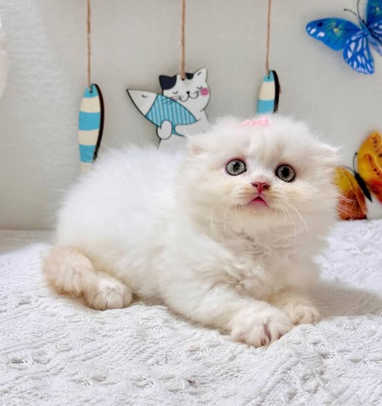 Munchkin Fold Longhair