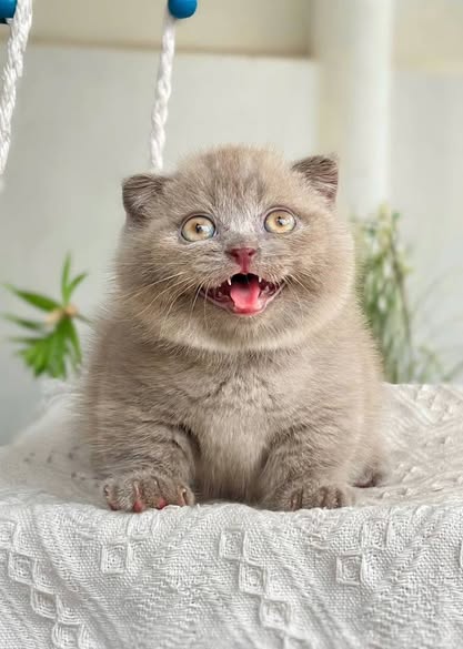 Munchkin Fold