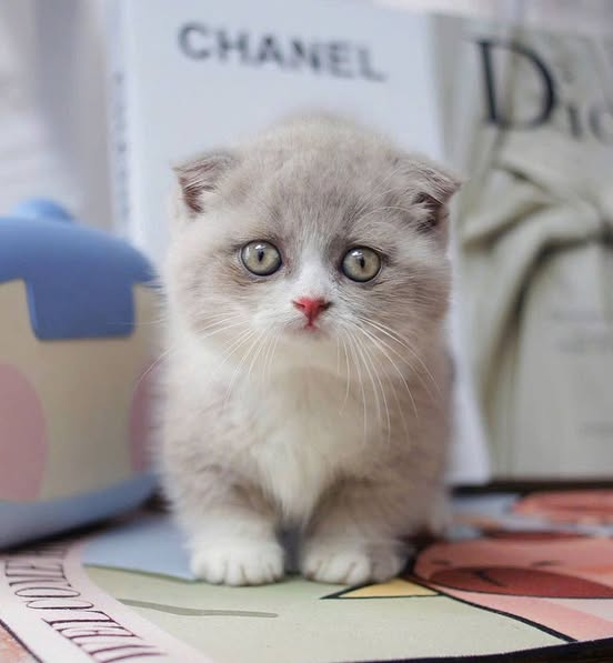 Munchkin Fold