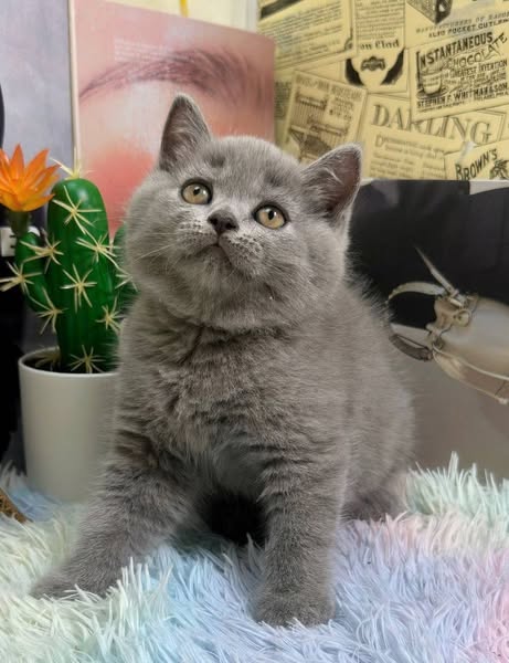 British Shorthair
