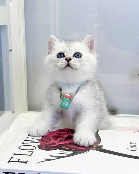British Shorthair