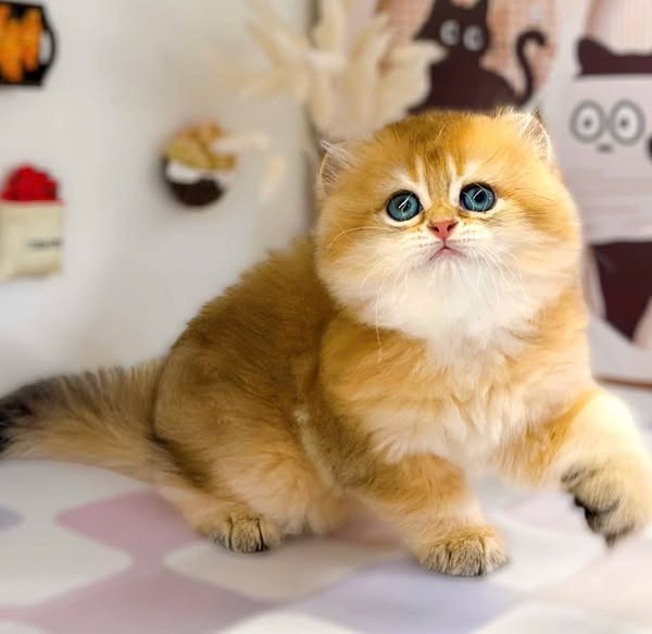 Scottish Fold Longhair