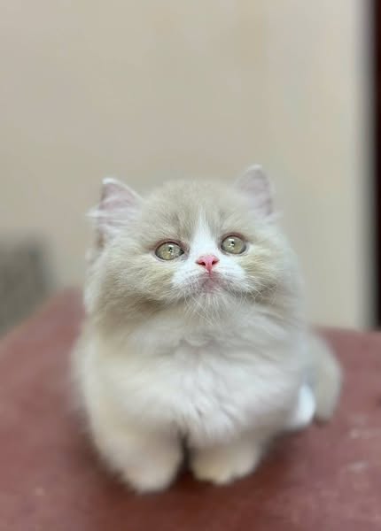 Munchkin Longhair