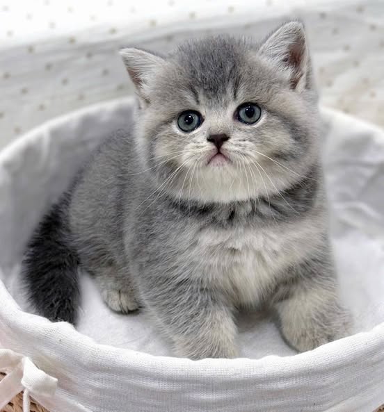 British Shorthair