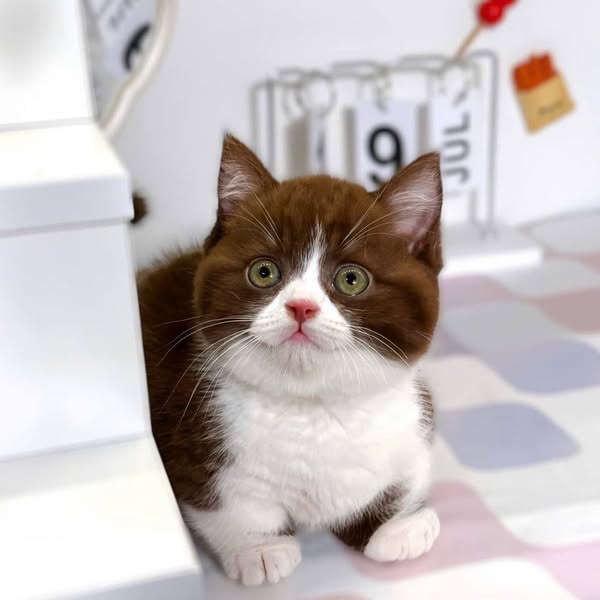 Munchkin