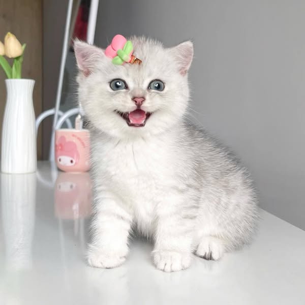 British Shorthair