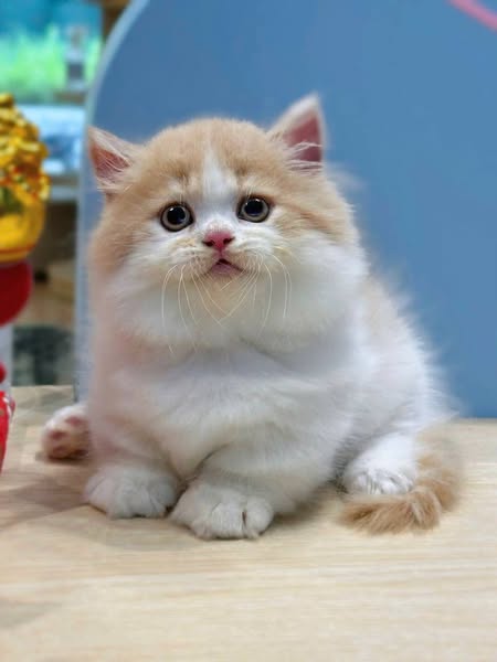 Munchkin Longhair