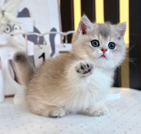 Munchkin