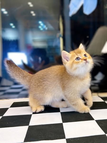 British Shorthair