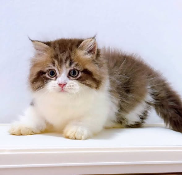 Munchkin Longhair